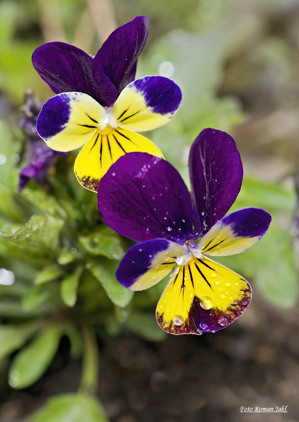 _DSC5882 web
