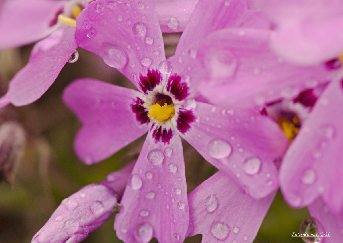 _DSC5929 web